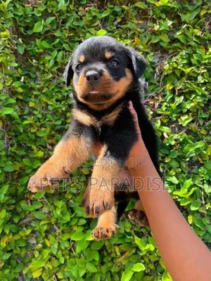 Rottweiler Puppy