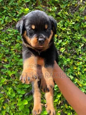 Rottweiler Puppy