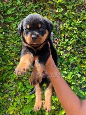 Rottweiler Puppy