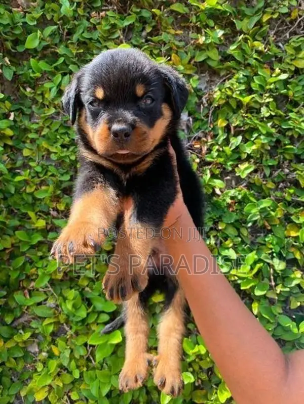 Rottweiler Puppy