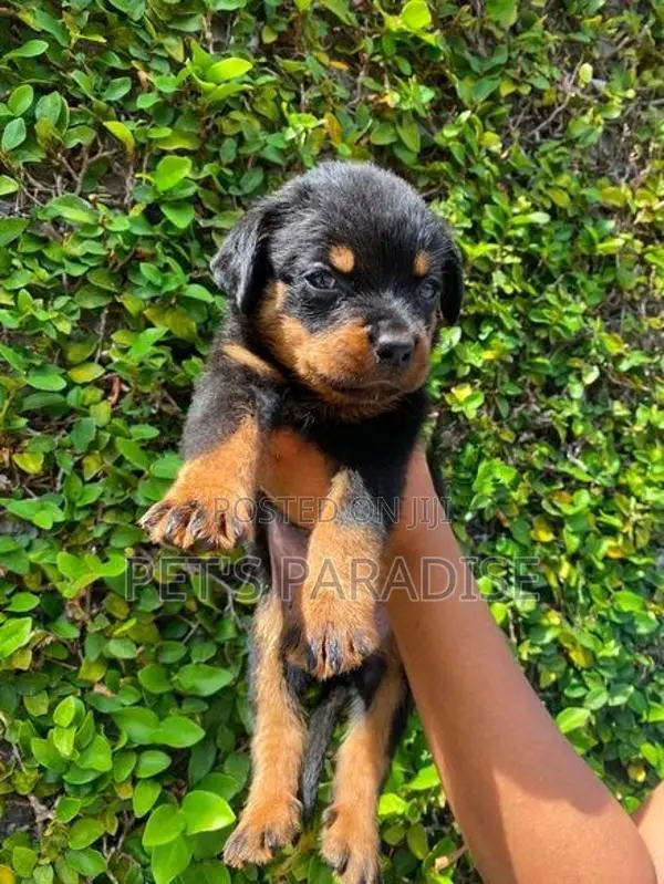 Rottweiler Puppy