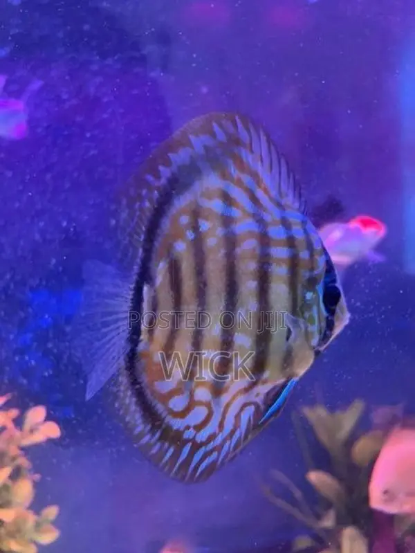 Discus 12 cm pair