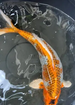 koi 1 feet female
