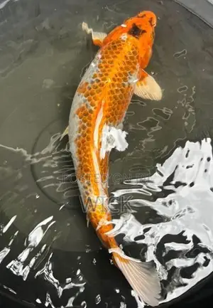 koi 1 feet female