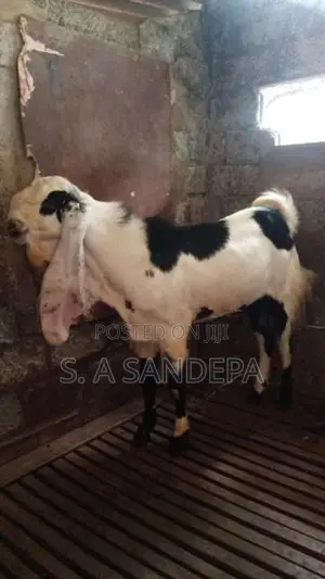 yamunapali vassa