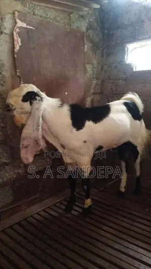 yamunapali vassa