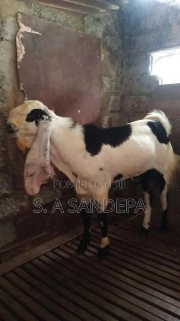 yamunapali vassa