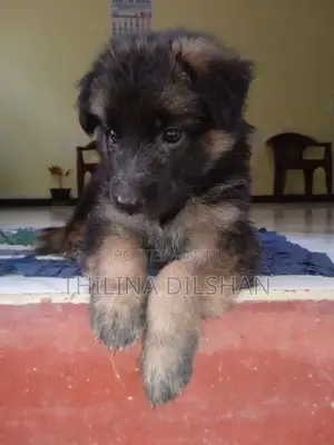 German Shepherd Puppy