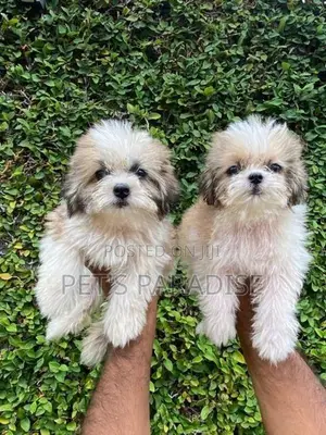 Shihtzu Puppy's