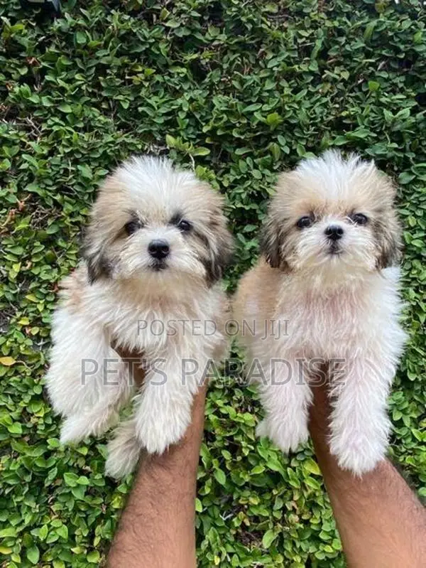 Shihtzu Puppy's
