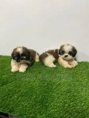 Shihtzu Puppy's