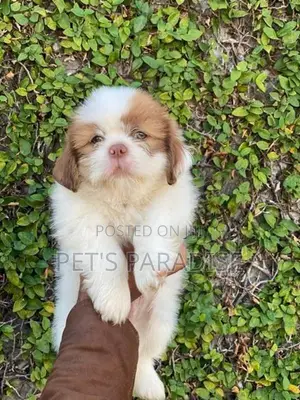 Shihtzu Puppy's