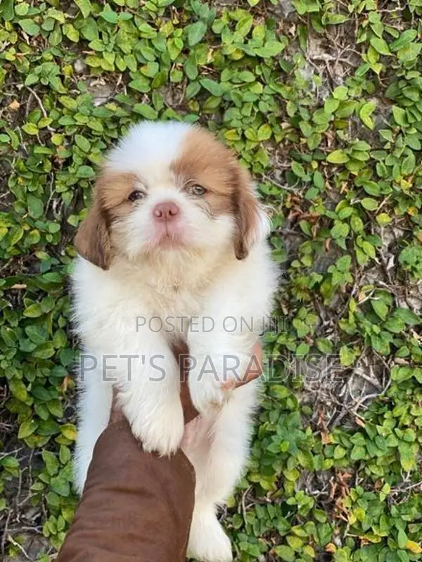 Shihtzu Puppy's