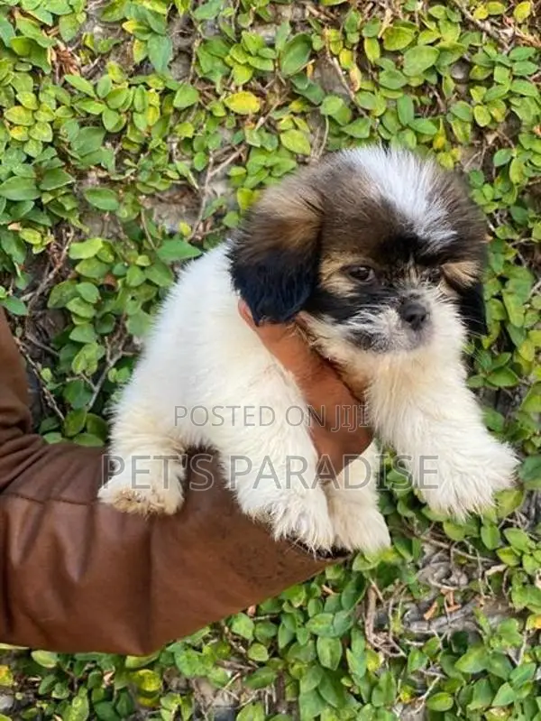 Shihtzu Puppy's