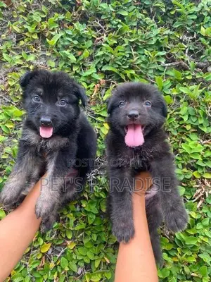 German Shepherd Puppy's