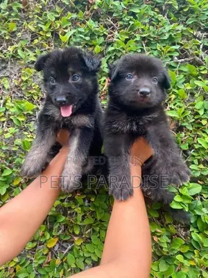 German Shepherd Puppy's