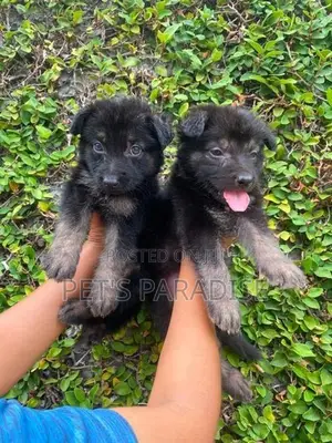 German Shepherd Puppy's