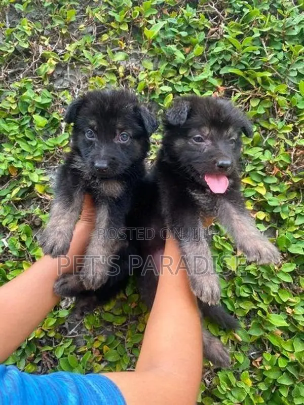 German Shepherd Puppy's