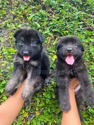 German Shepherd Puppy's