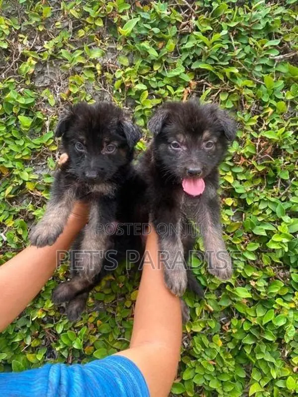 German Shepherd Puppy's