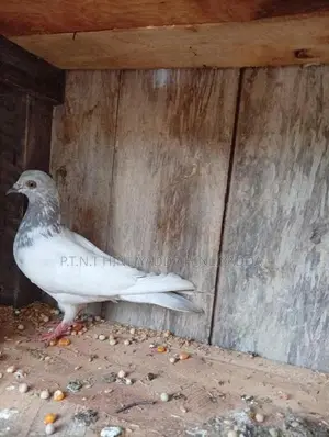 Pigeon Cages