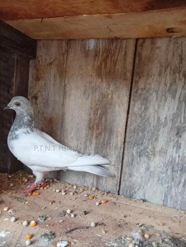 Pigeon Cages