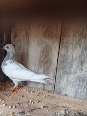 Pigeon Cages