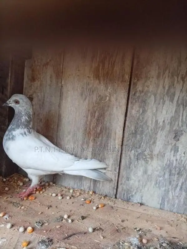 Pigeon Cages
