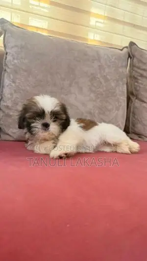 Shih Tzu Puppies