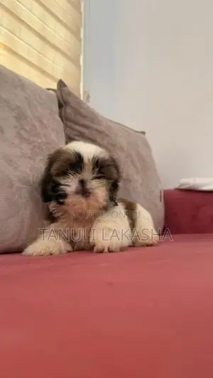 Shih Tzu Puppies