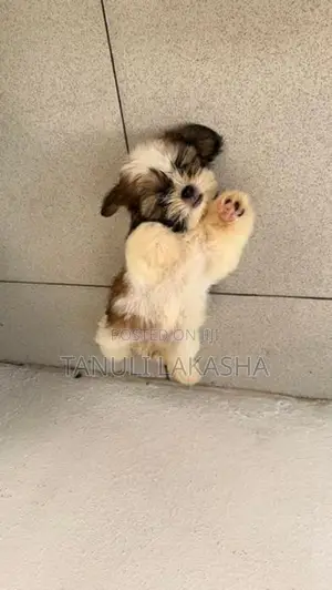 Shih Tzu Puppies