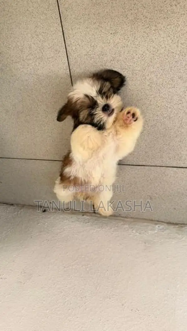 Shih Tzu Puppies