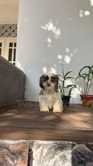 Shih Tzu Puppies