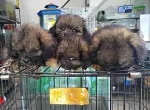 shih tzu puppy