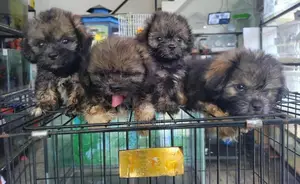 shih tzu puppy