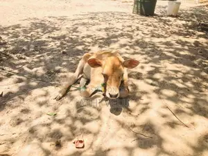 Milk Cows