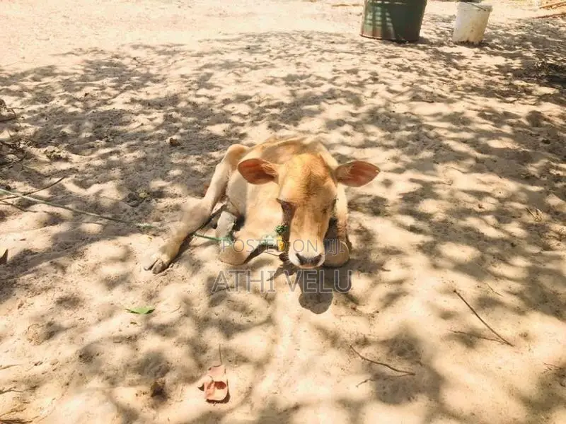 Milk Cows
