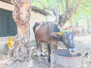 Milk Cows