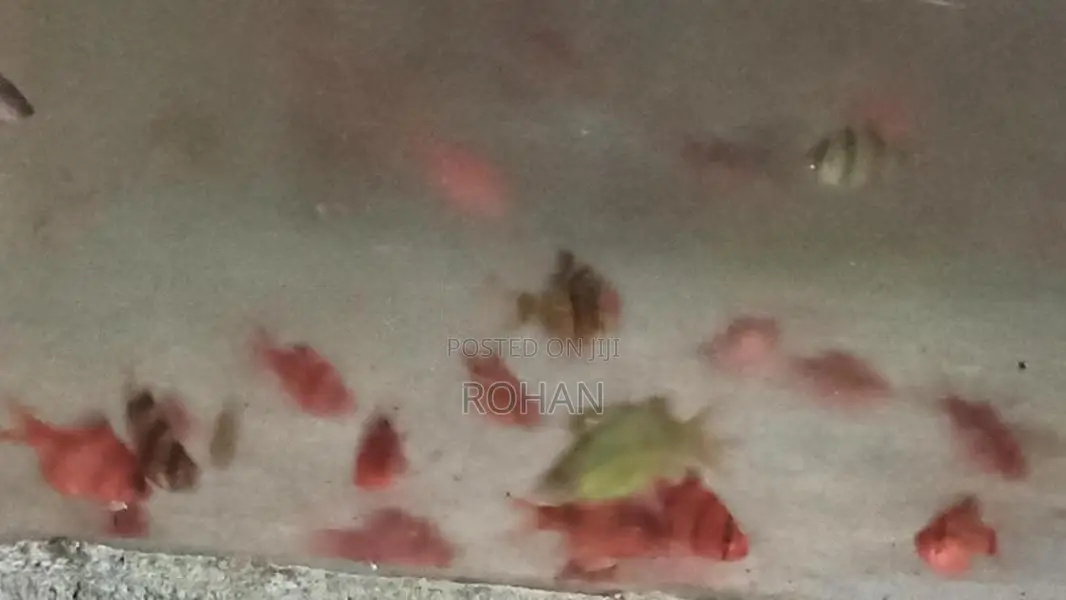 RED BAB ,GREEN