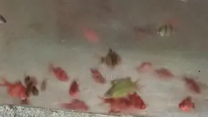 RED BAB ,GREEN