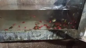 RED BAB ,GREEN