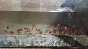 RED BAB ,GREEN