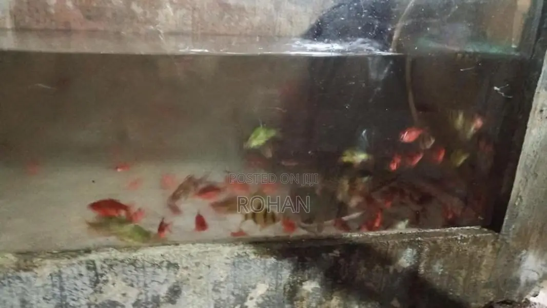 RED BAB ,GREEN