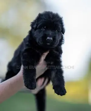 German Shepherd puppies