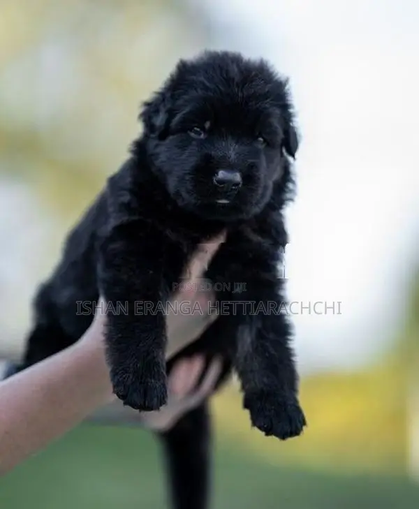 German Shepherd puppies