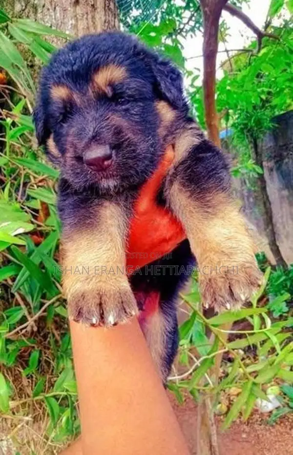German Shepherd puppies