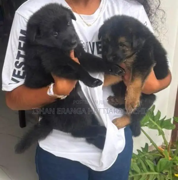 German Shepherd puppies