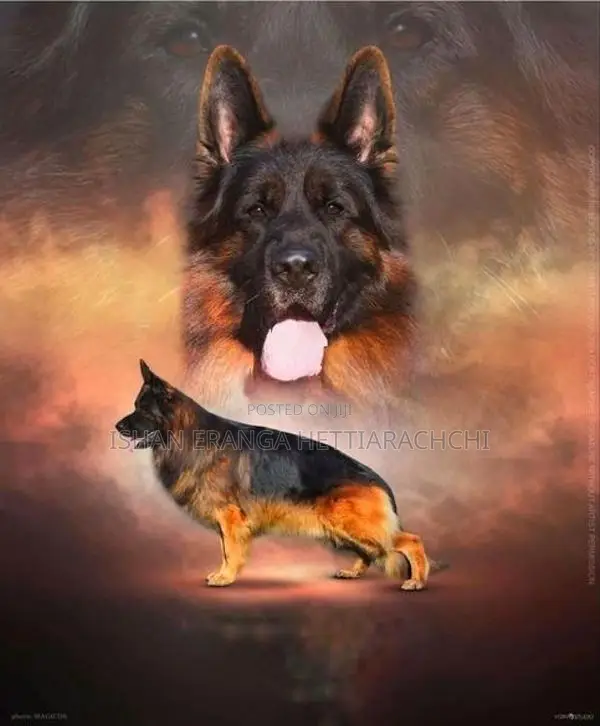 German Shepherd puppies