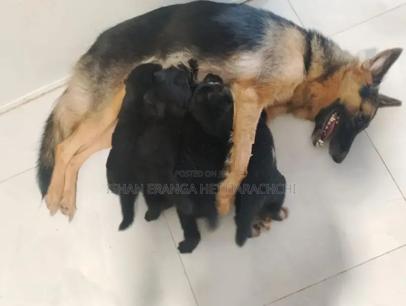 German Shepherd puppies