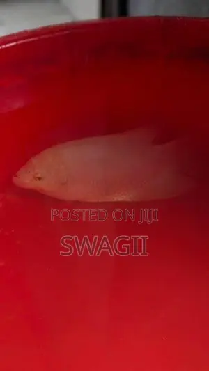 Giant Gurami
